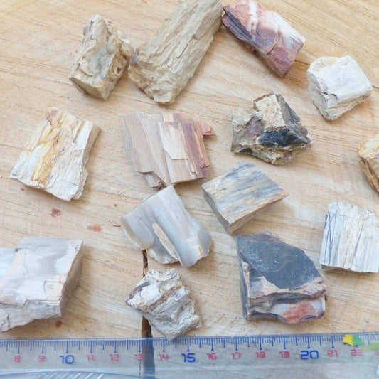 Pierre brute - Bois fossile - Enracinement