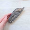 Bois fossile, forme naturelle ~ Enracinement