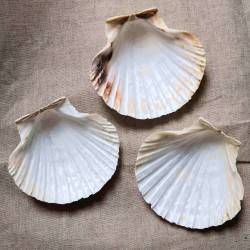 Coquille Saint Jacques