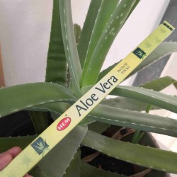 Aloe Vera (Hem) ~ Régénération