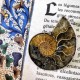 Pendentif d’ammonite ~ Vies antérieures
