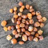 Grenat spessartite ~ Éveil à soi-même