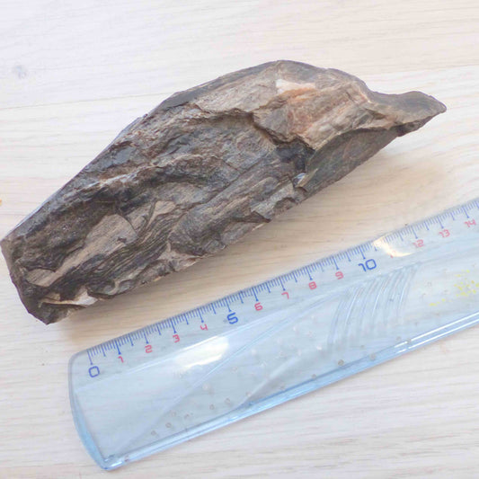 Bois fossile, forme naturelle ~ Enracinement
