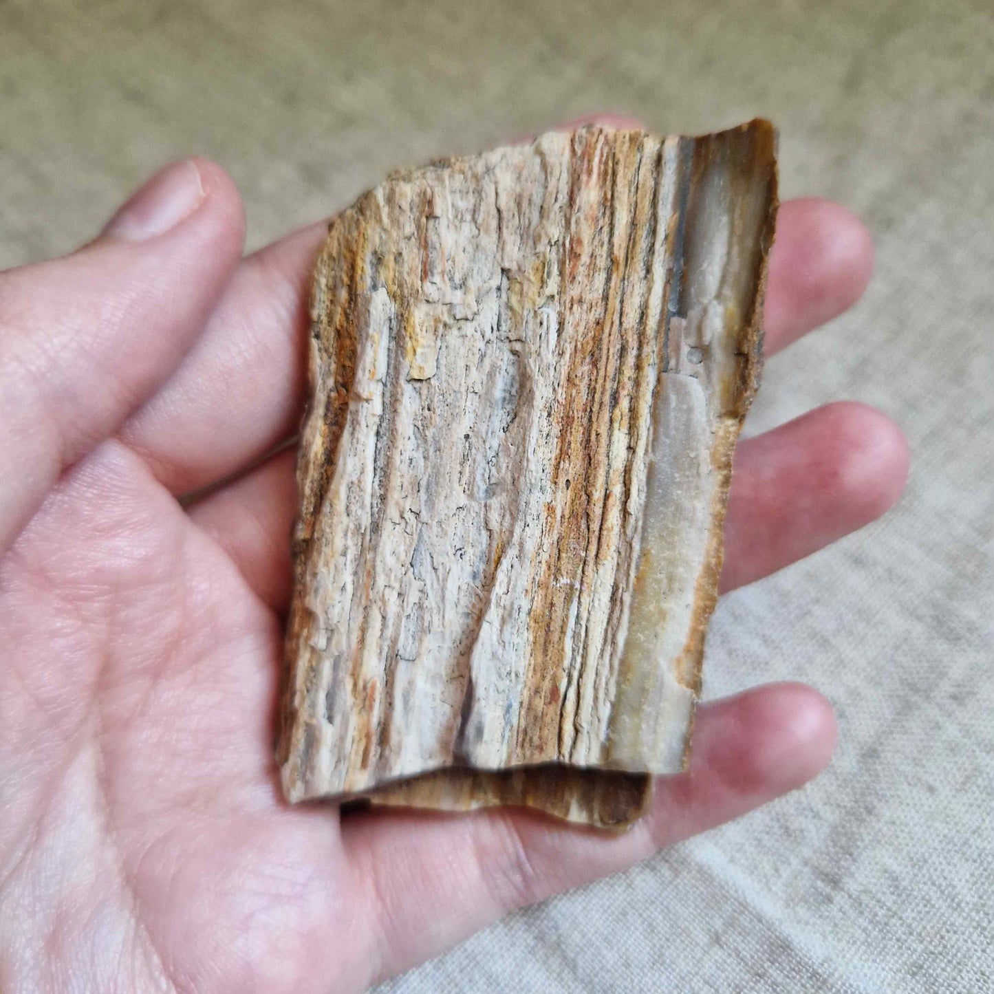 Bois fossile 6x4cm ~ Enracinement