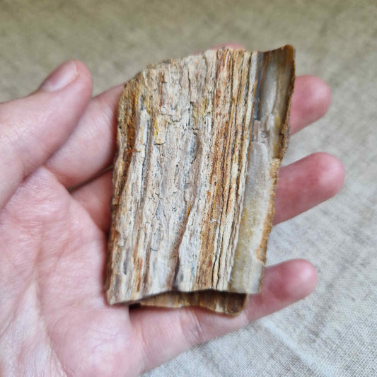 Bois fossile 6x4cm ~ Enracinement